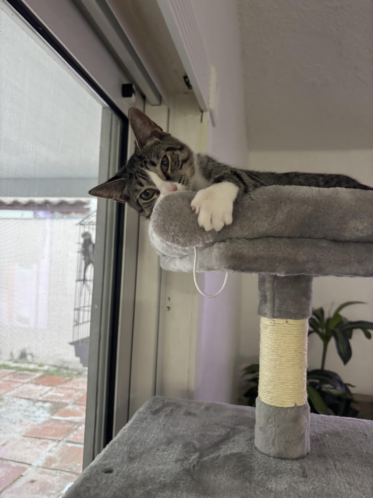 DUMOS Large 66 Inch Cat Tree Tower with Scratching Posts, Indoor Use | Tall Multi Level Cat Climbing Tower with Hammock, Pet Condo for Cats and Kittens Play, Beige customer photo 1
