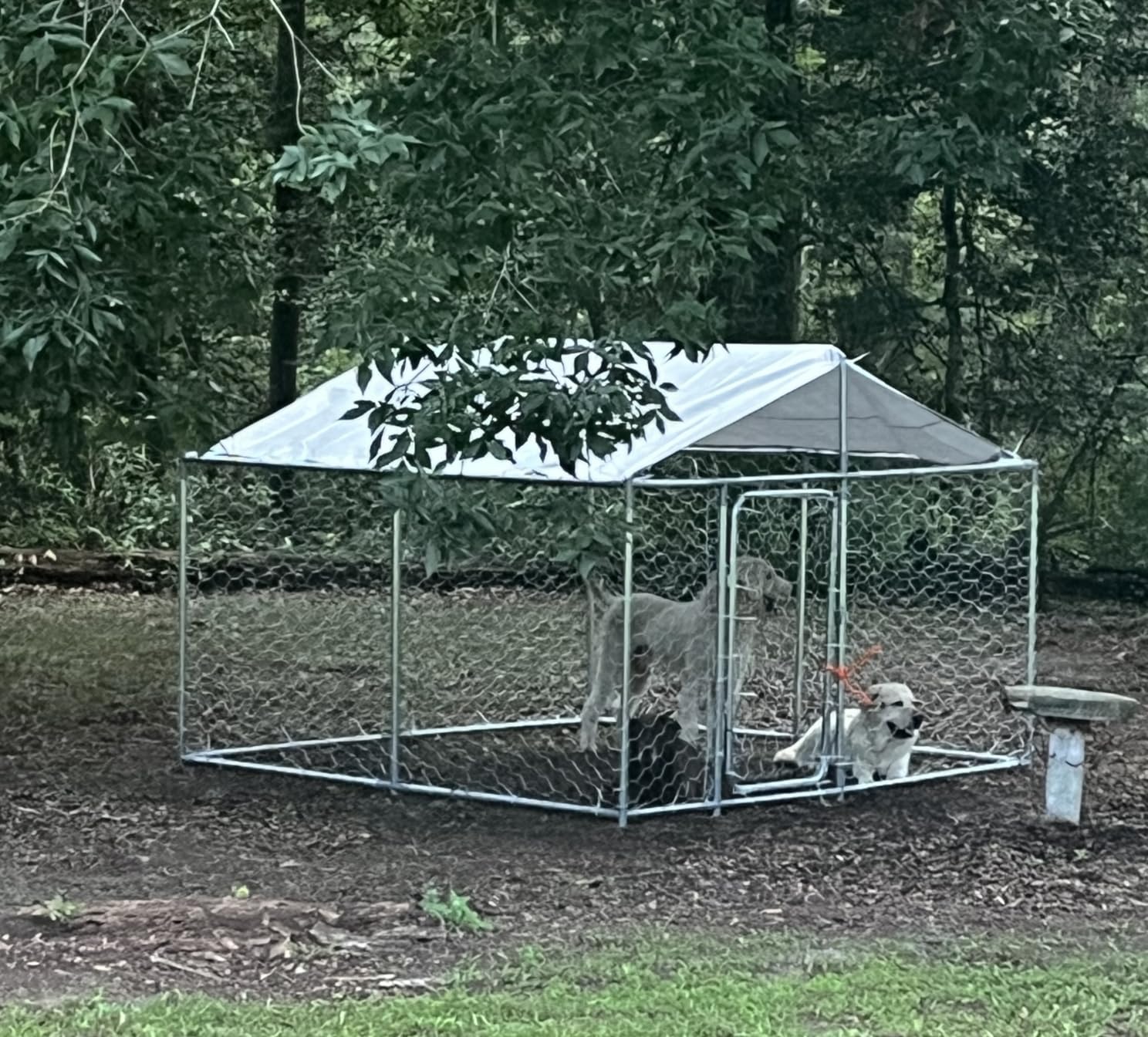 7.8x7.8FT Large Outdoor Dog Kennel Outside,Heavy Duty Dog Enclosure with Waterproof Cover Roof and Steel Fence Security Lock for Dogs(93x93x63in) customer photo 1