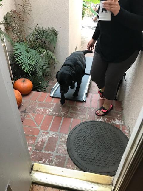 PetSafe Happy Ride Extra Long Telescoping Dog Ramp, Portable Pet Ramp for Cars, Trucks & SUVs with Adjustable Sizing customer photo 2