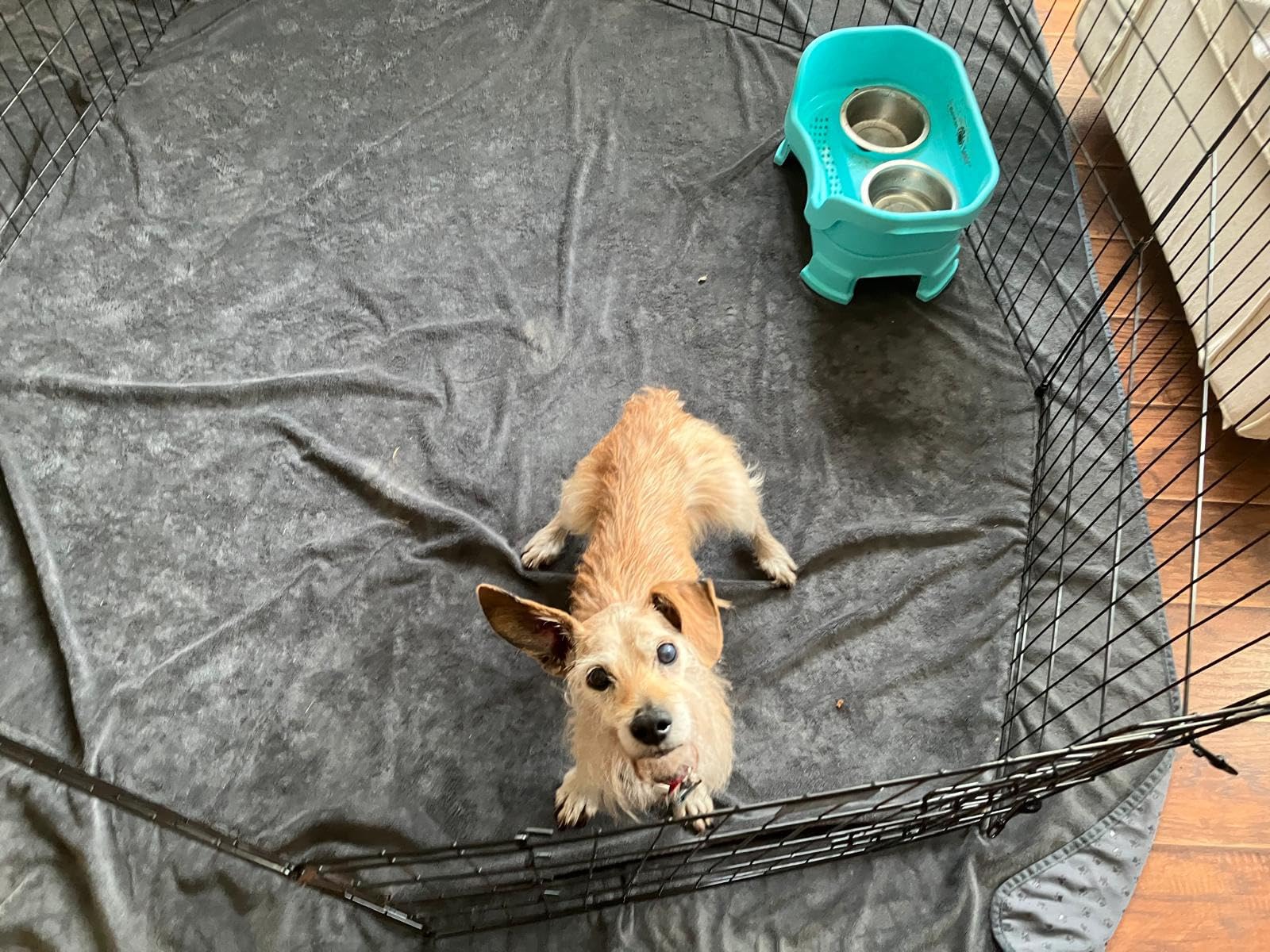 Puppy Playpen - Foldable Metal Exercise Enclosure with Eight 24-Inch Panels - Indoor/Outdoor Fence for Dogs, Cats, or Small Animals by PETMAKER customer photo 2