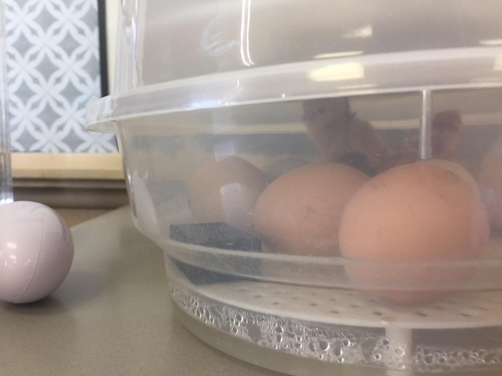 HBlife Digital Egg Incubator for Hatching 9-12 Chicken, Quail and Duck Eggs, with Fully Automatic Egg Turning and Temperature Display, Hatcher for Turkeys, Birds, Parrots and Poultry customer photo 2