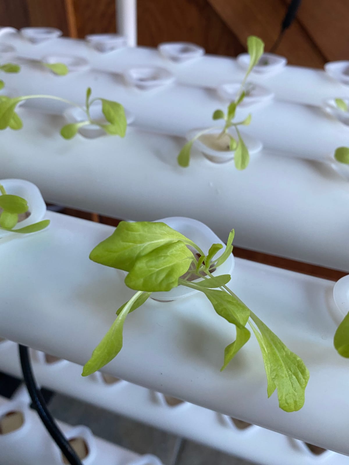 DreamJoy 3 Layers 108 Plant Sites Hydroponic Site Grow Kit 12 Pipes Hydroponic Growing System Water Culture Garden Plant System for Leafy Vegetables Lettuce Herb Celery customer photo 1