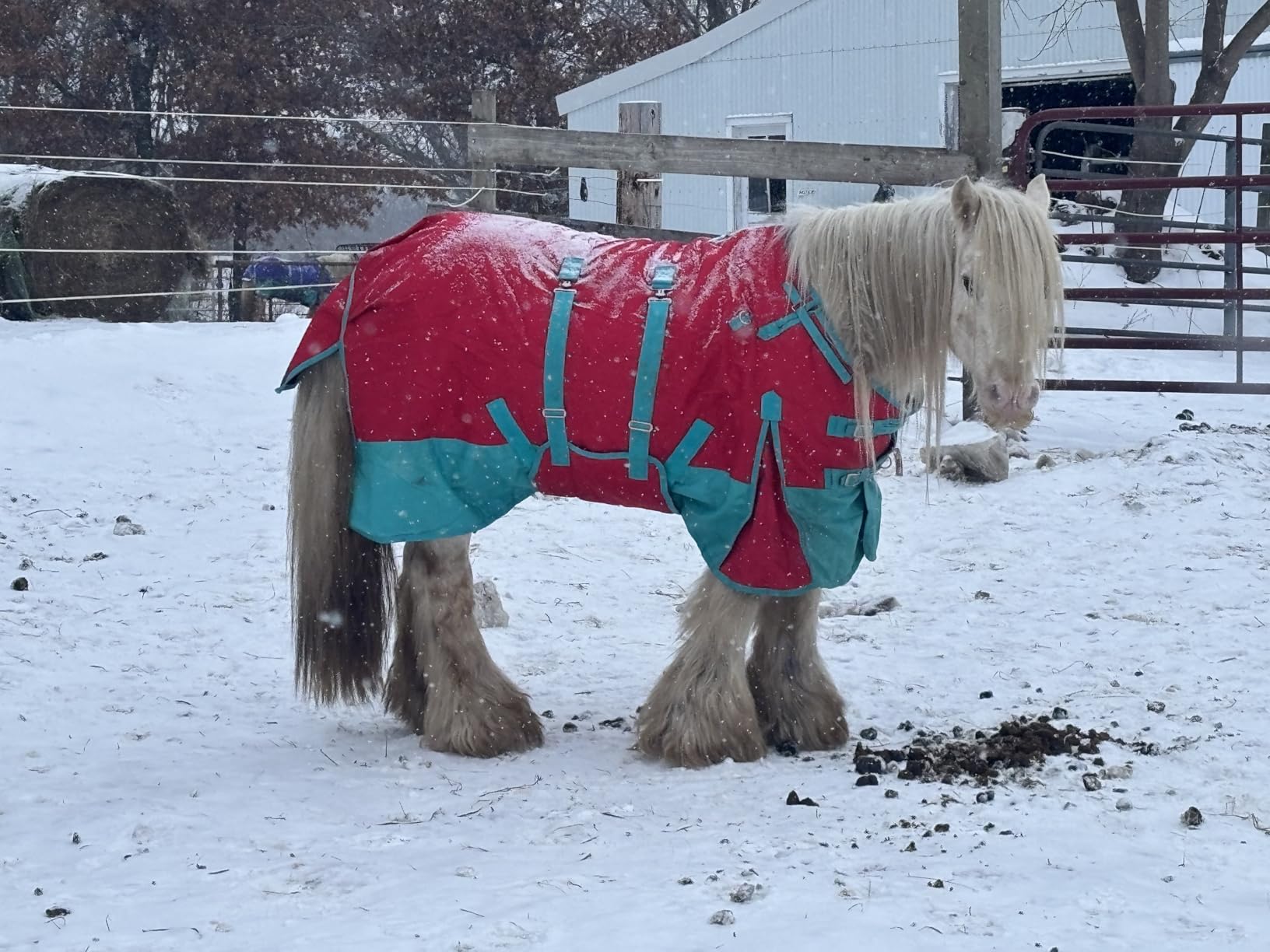 Black 78 in HILASON 1200D Winter Waterproof Turnout Blanket customer photo 2