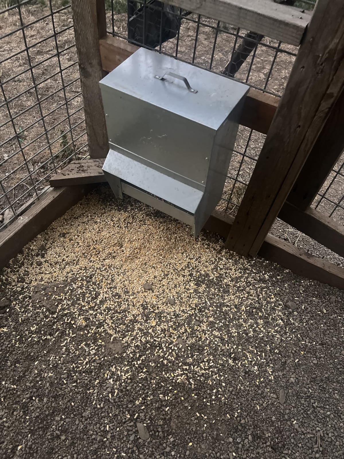 RentACoop Metal Trough Feeder, Gravity-fed 10lb Chicken Feeder customer photo 1