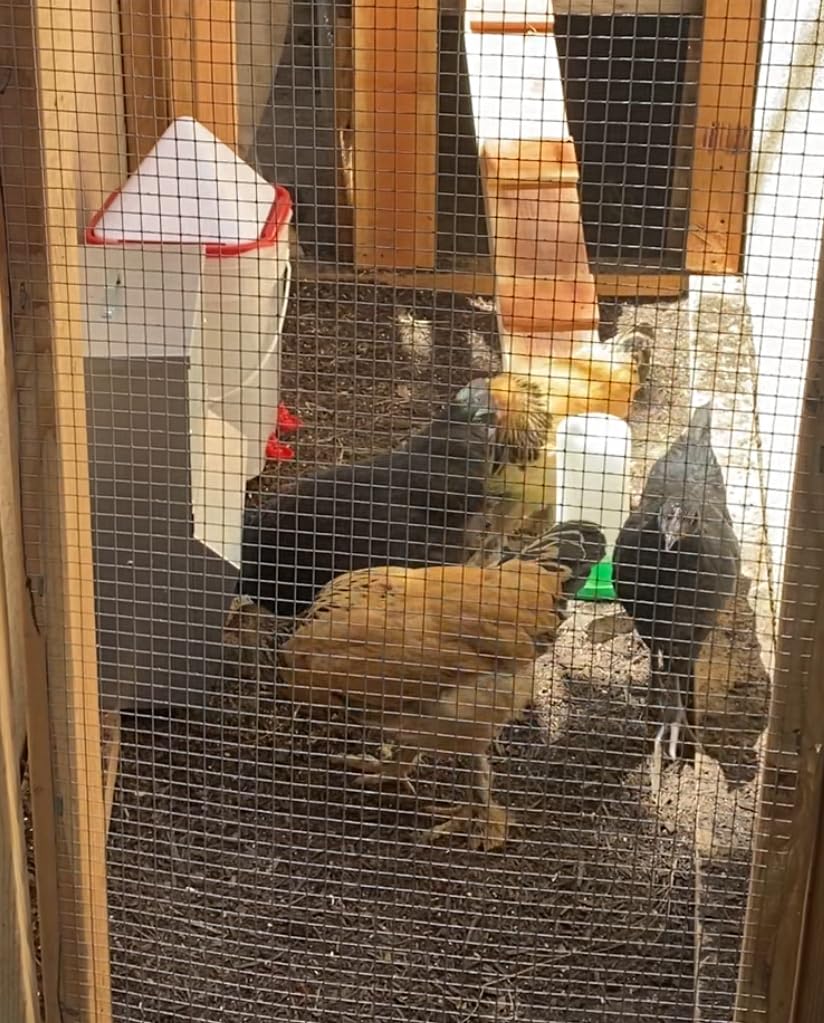 RentACoop Metal Trough Feeder, Gravity-fed 10lb Chicken Feeder customer photo 2