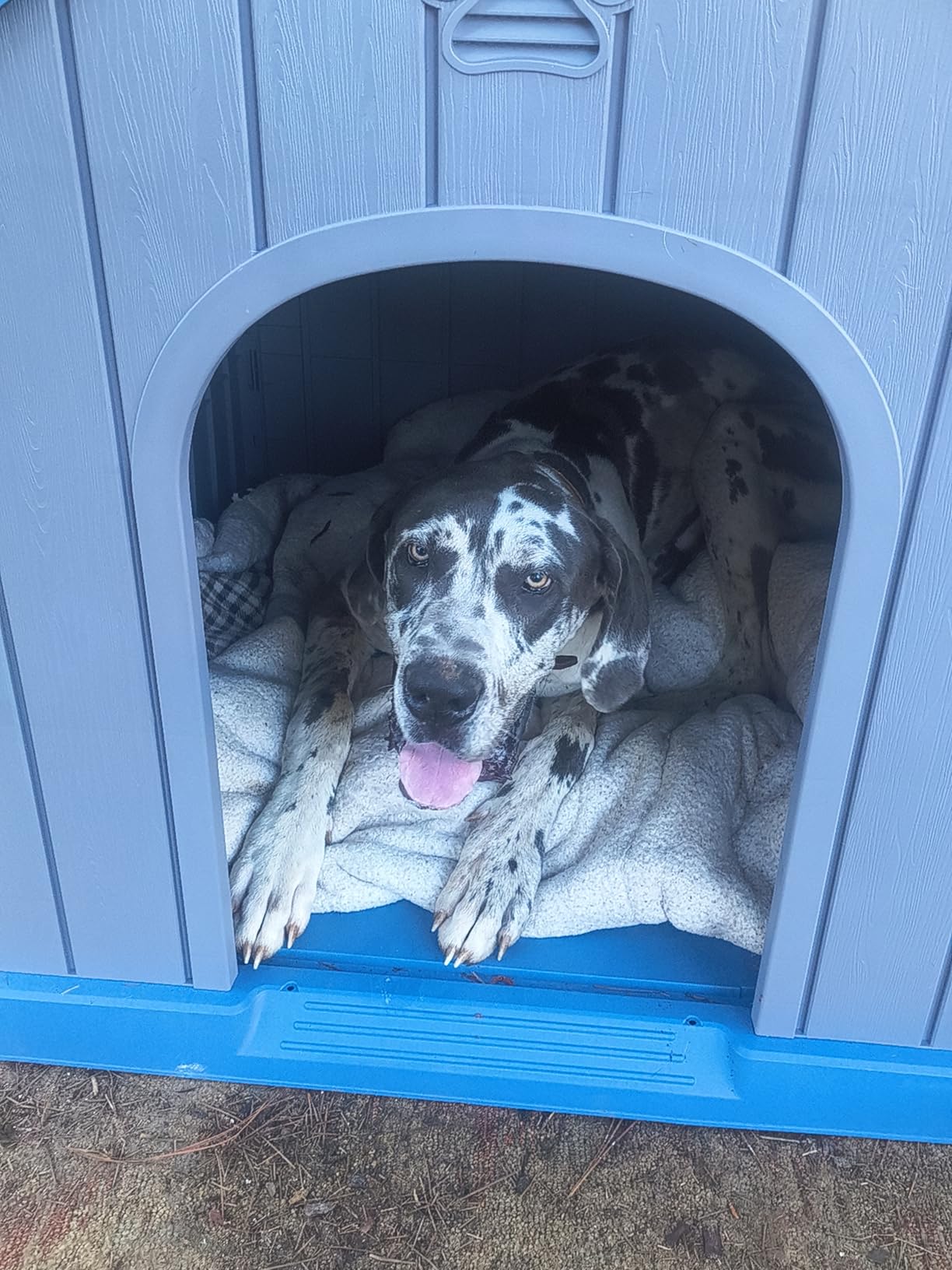 DRATO Large Dog House Indoor Outdoor, Blue, 38.62×36.26×38.07 in customer photo 1