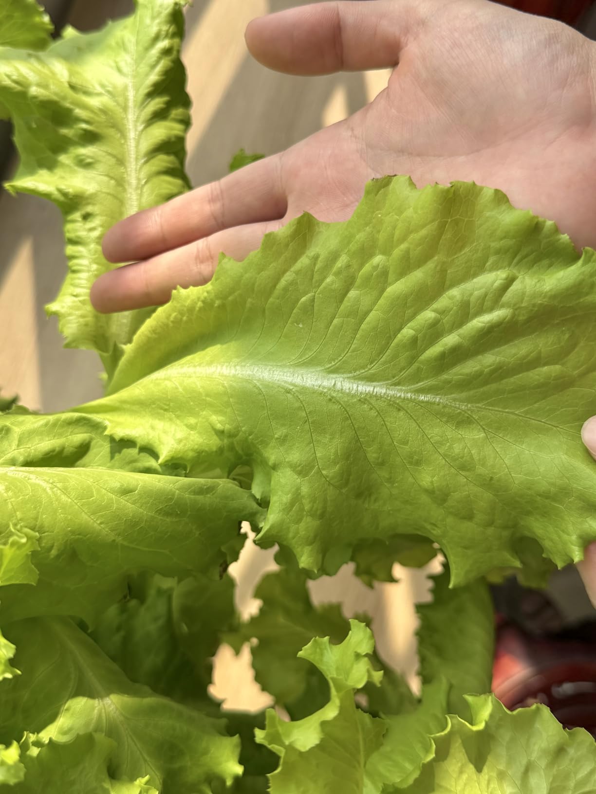 Hydroponics Growing System, 30-Plant Indoor Hydroponic Tower with Timer and Pump System, Plants Germination Kit, Vertical Hydroponic System for Gardening Lover (No Seed) customer photo 2