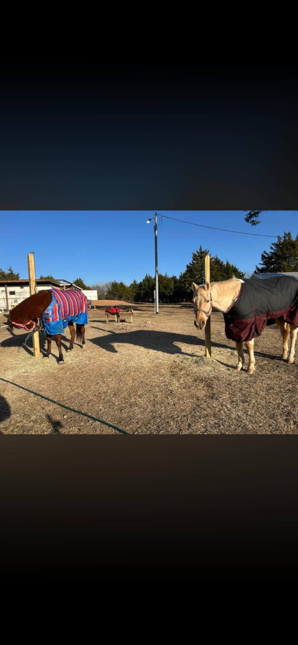 LEAFOREST 1200D Horse Turnout Blanket Waterproof 200g Fill Winter Cold Wet customer photo 1