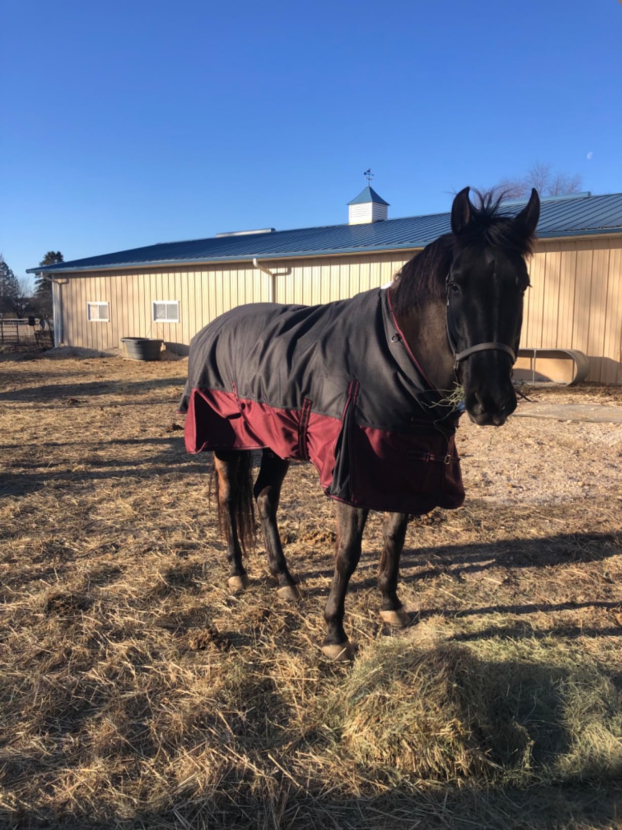 LEAFOREST 1200D Horse Turnout Blanket Waterproof 200g Fill Winter Cold Wet customer photo 2