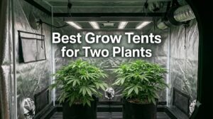 Best Grow Tents for Two Plants