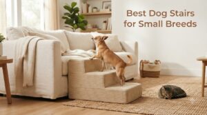 Best Dog Stairs for Small Breeds