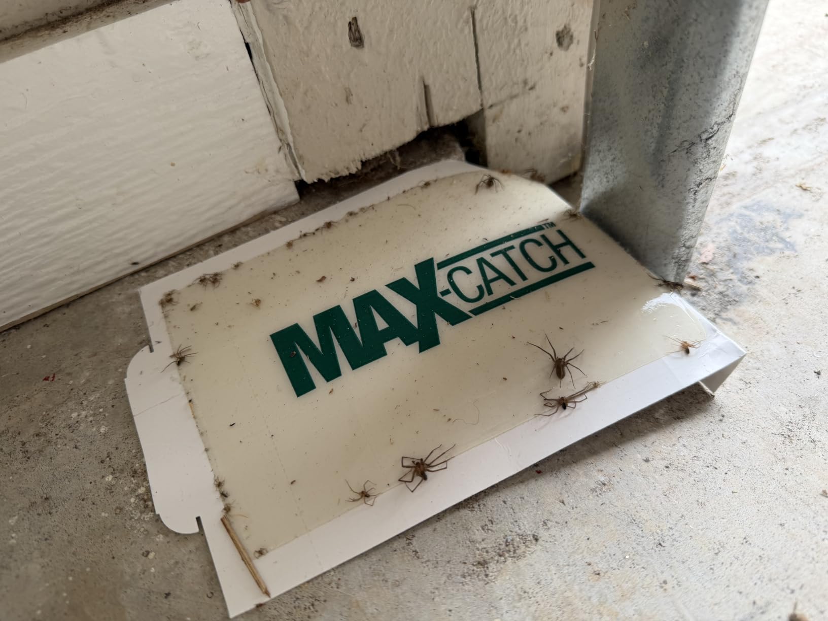 Catchmaster Max-Catch Glue Traps 36pk, Sticky Mouse Traps Indoor for Home customer photo 2