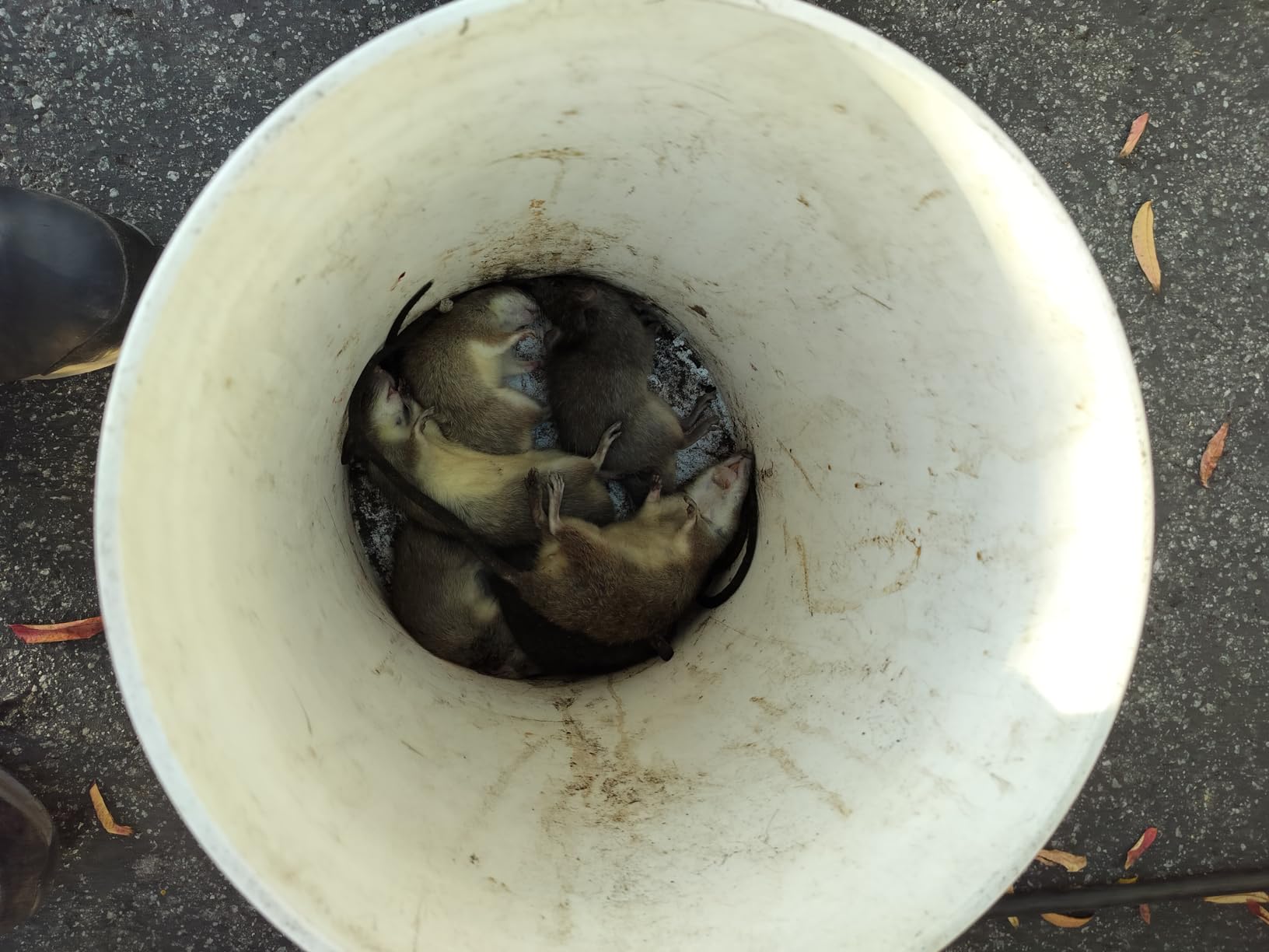 Tomcat Rat Snap Trap, 1 Rat Size Trap customer photo 1